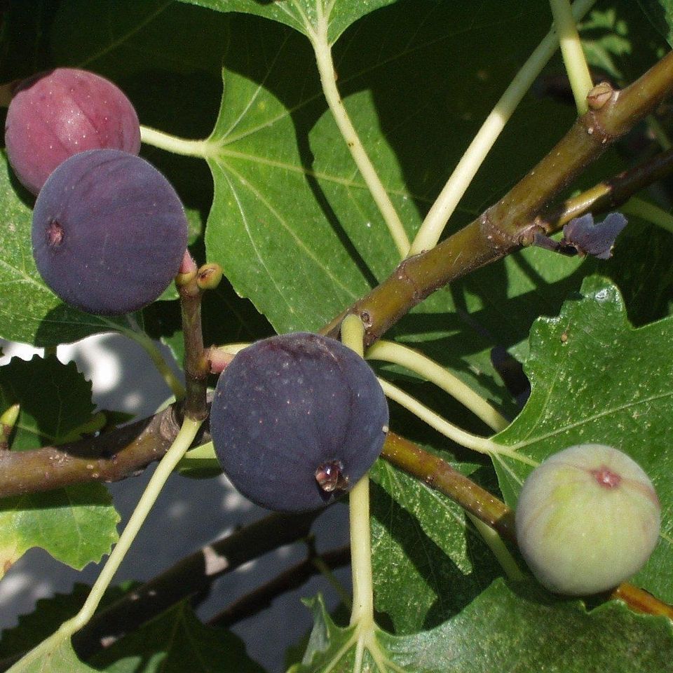 Figuier (Ficus carica) 'Rouge de Bordeaux'
