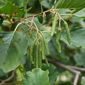 Aulne glutineux - Alnus glutinosa