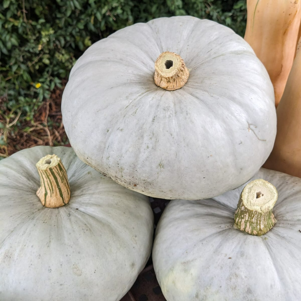 Courge Bleue de Hongrie (env 1,6kg)