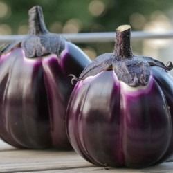 Aubergine Italienne Violette de Florence