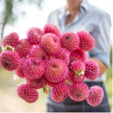 Tubercule - Dahlia Caitlin's Joy