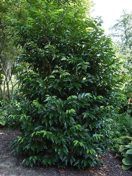 Laurier du portugal (Prunus lusitanica 'Angustifolia') - 2kg