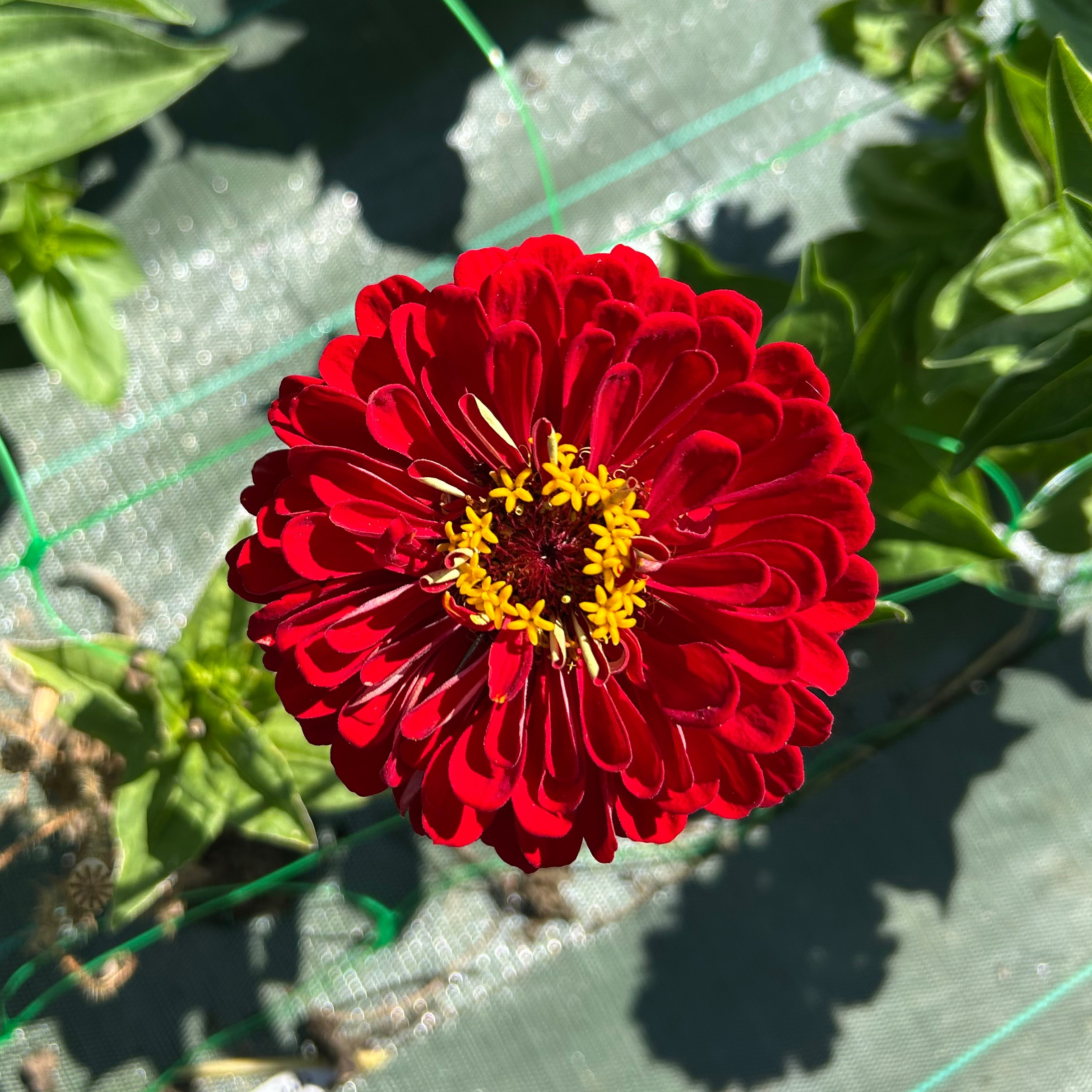Zinnias rouges simples ou doubles