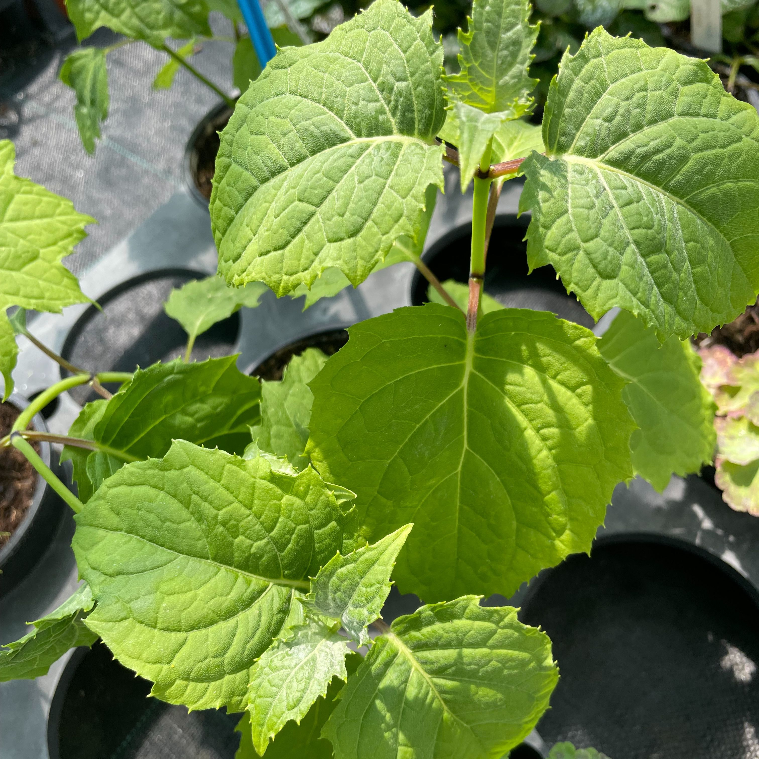 Kirengeshoma koreana