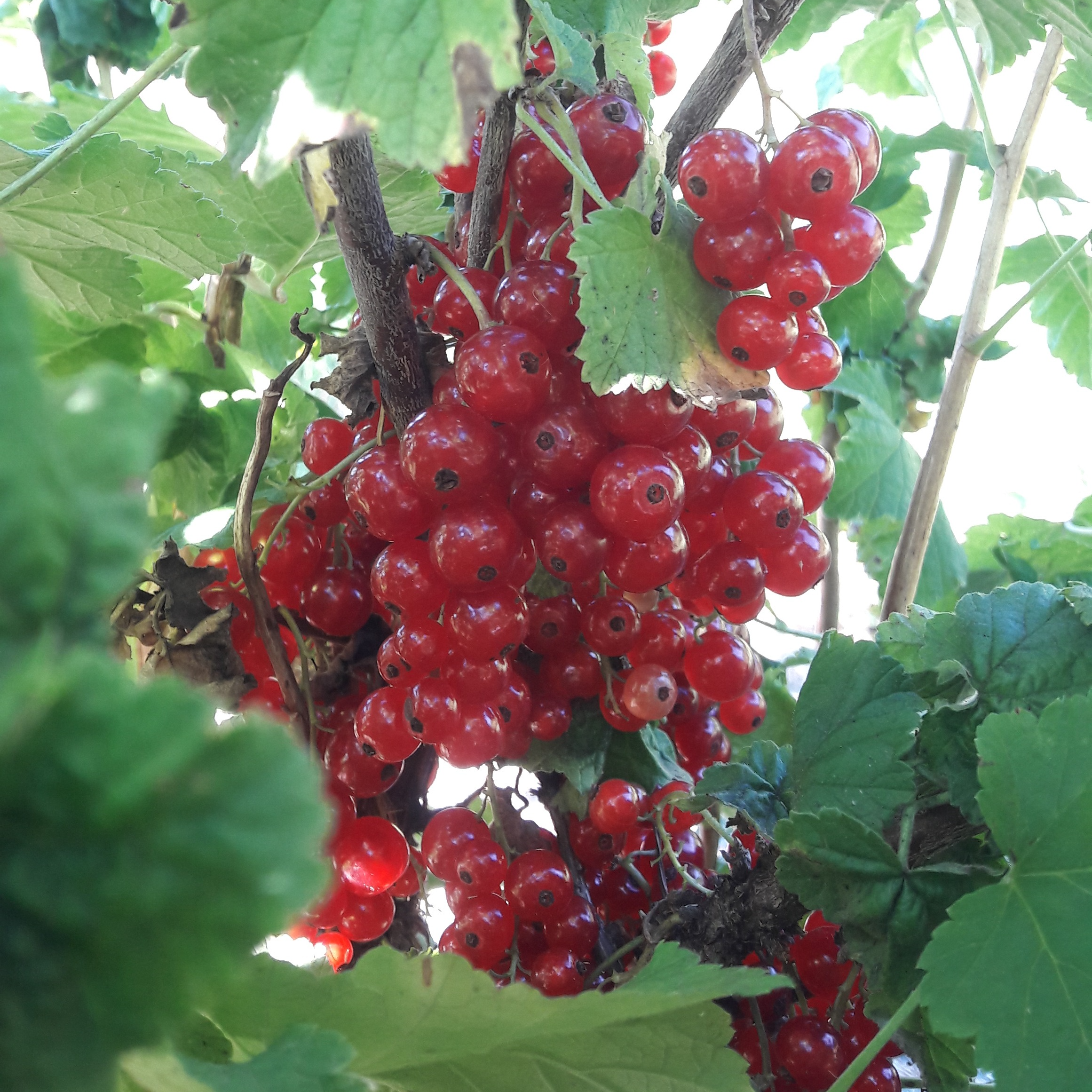 Groseillier à grappes Junifer en pot 2 litres
