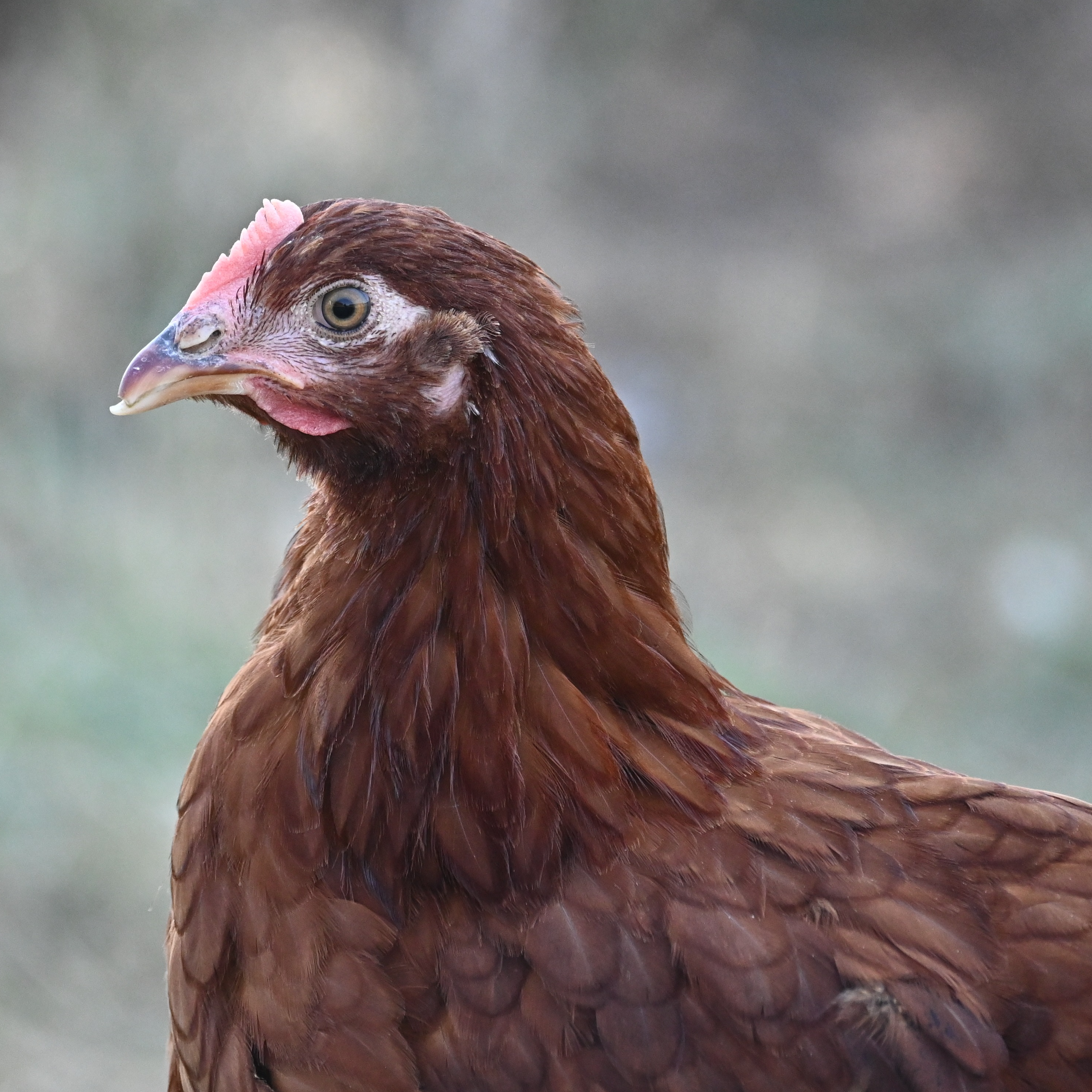 Poules pondeuses rousses prêtes à pondre