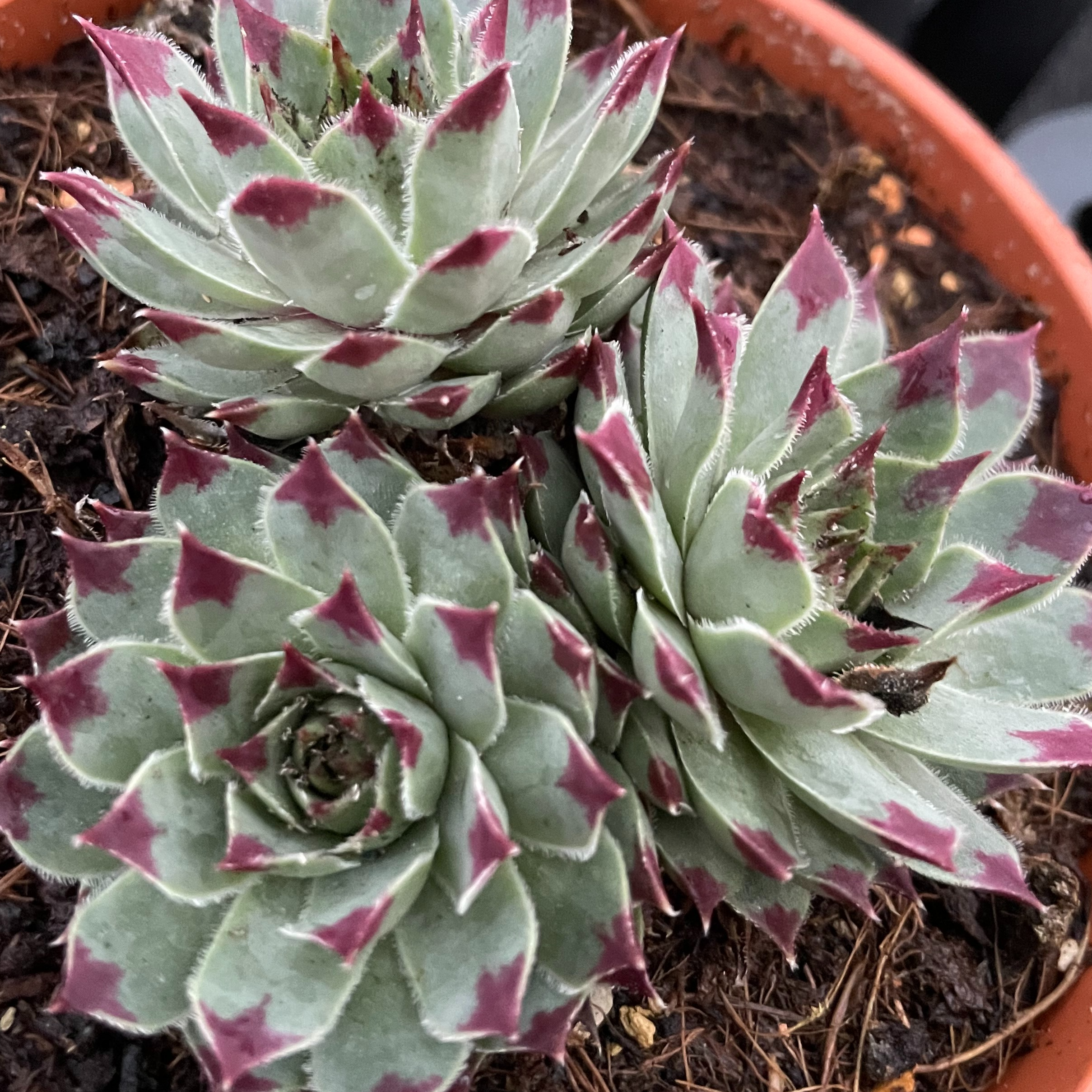 Sempervivum 'Mint Marvel'