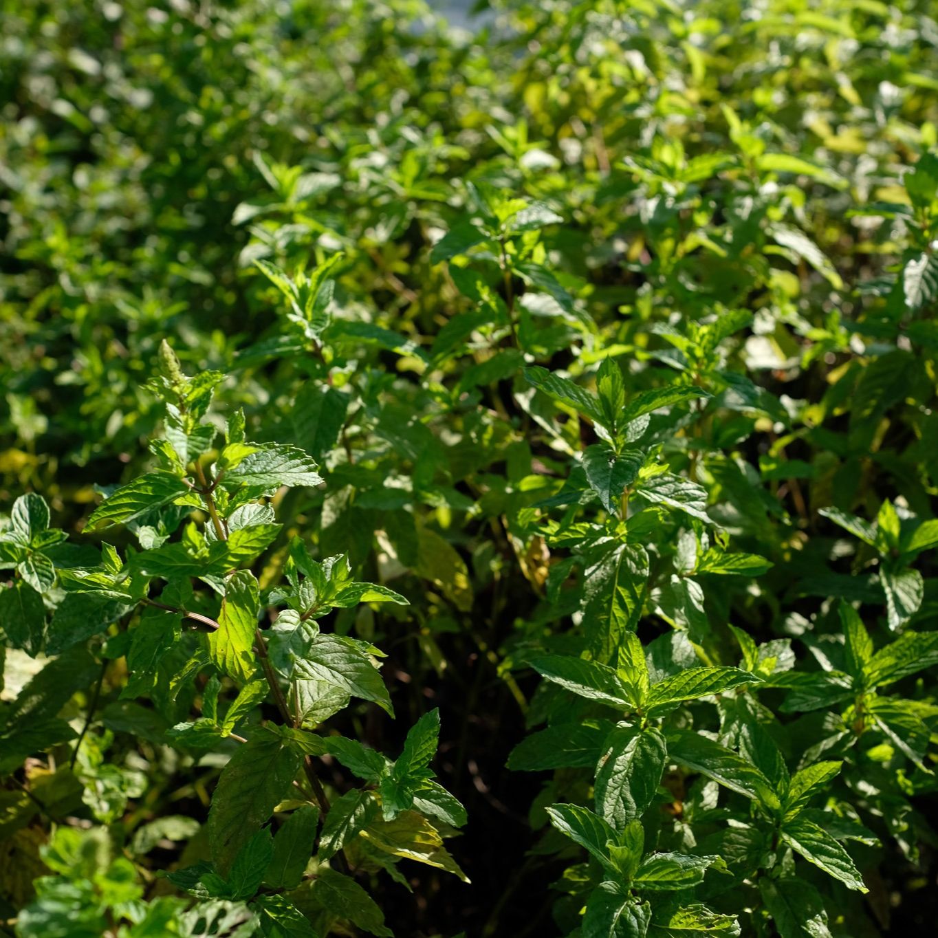 Menthe Malaygues