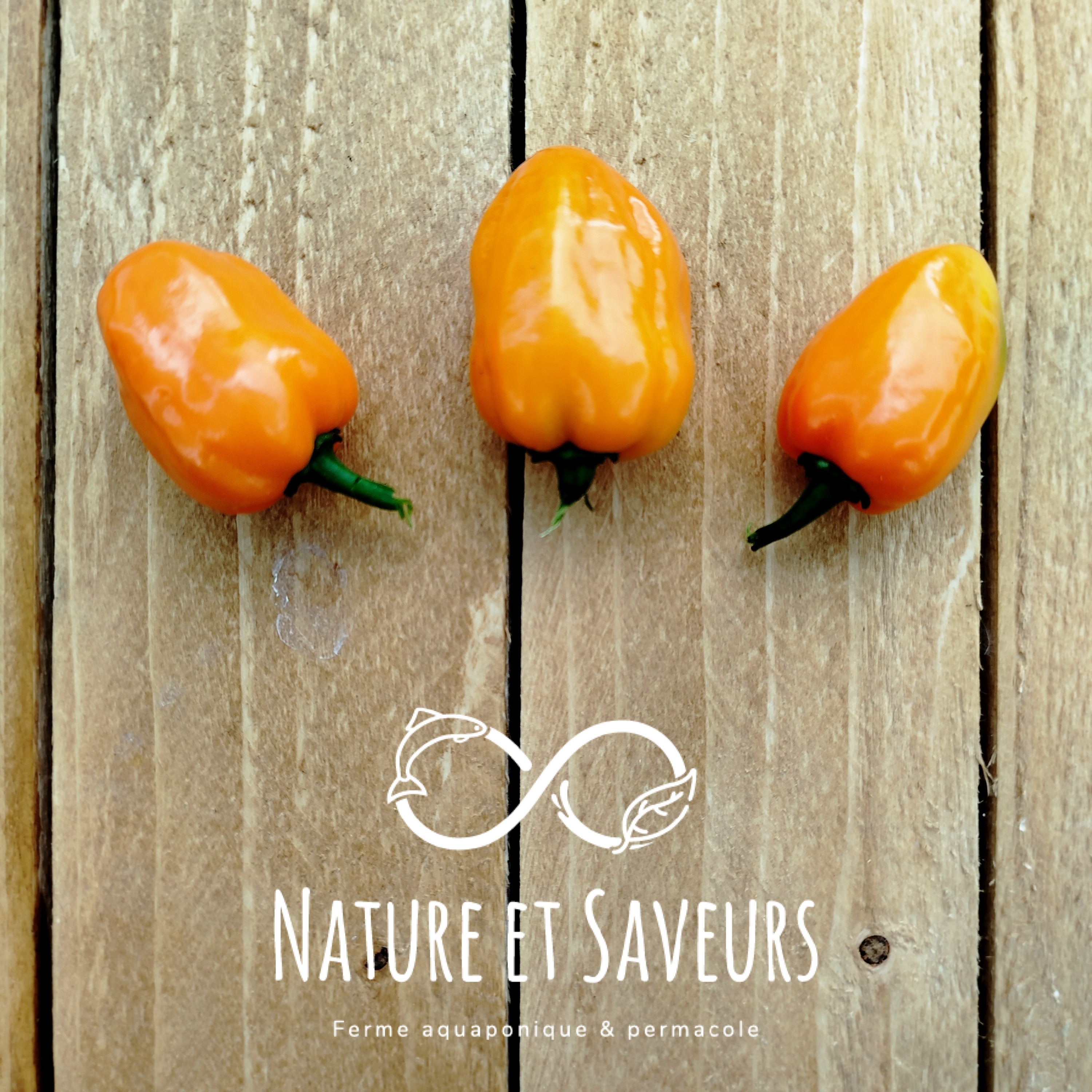 Piment Habanero frais - 20g - 20g