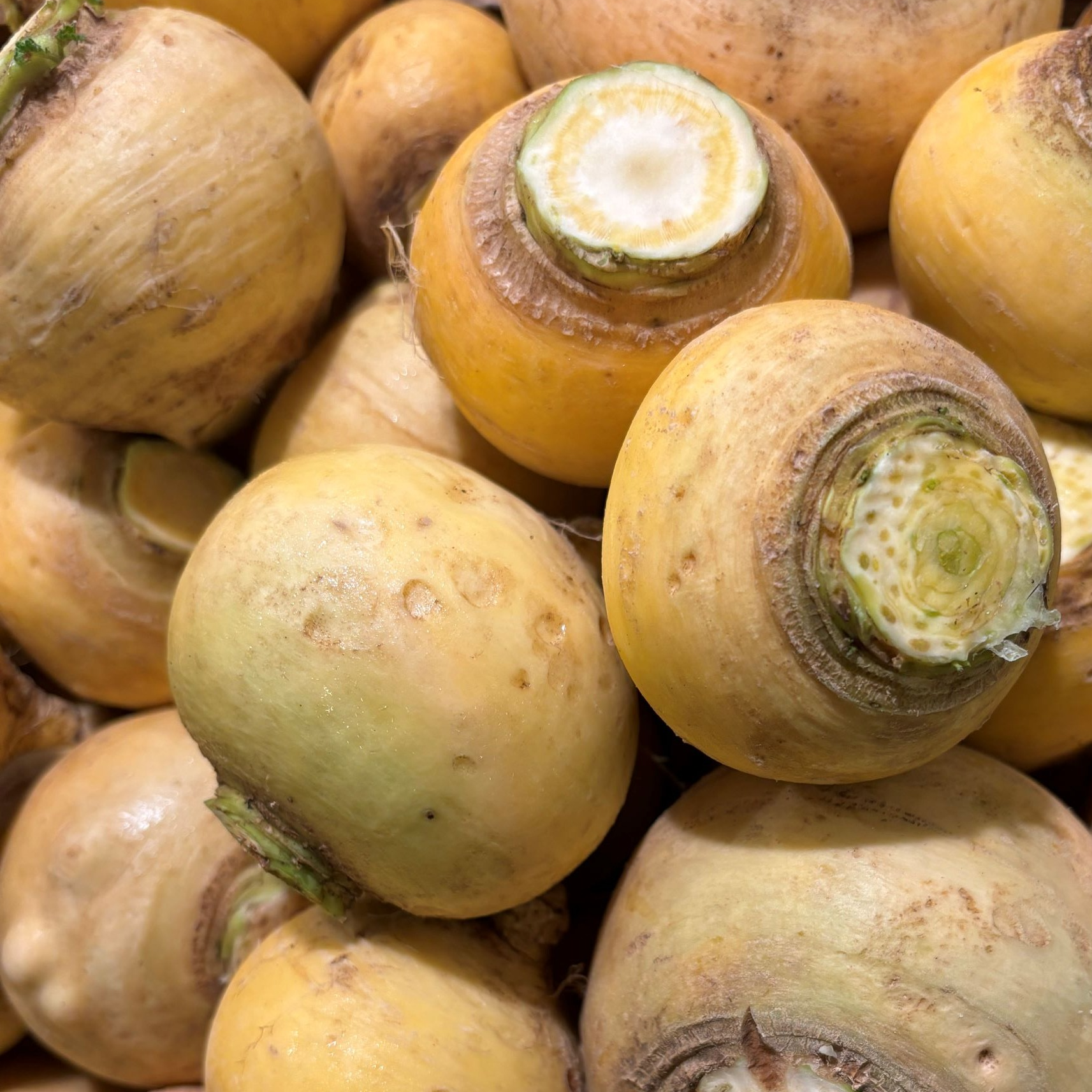 Navet boule d'or Bio