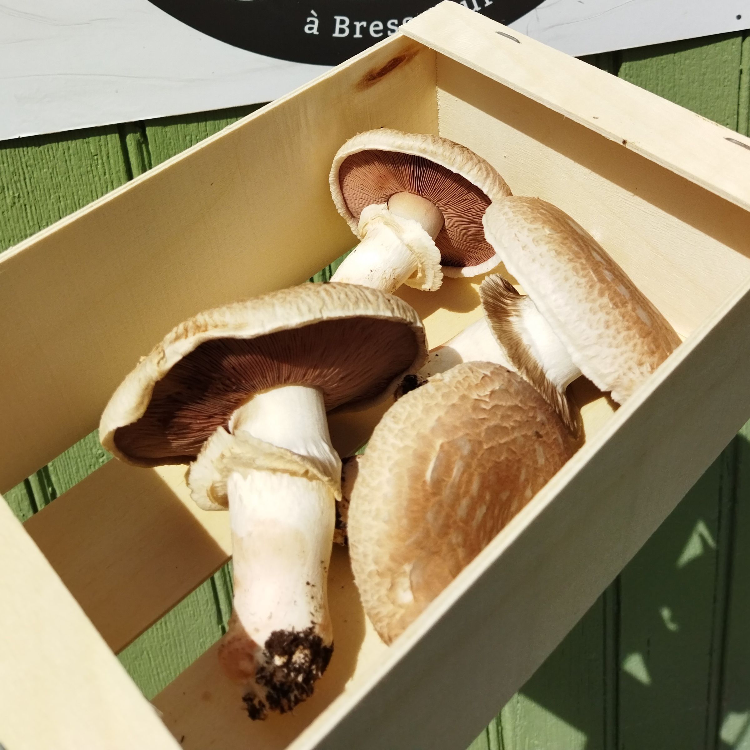 Champignon de Paris Brun