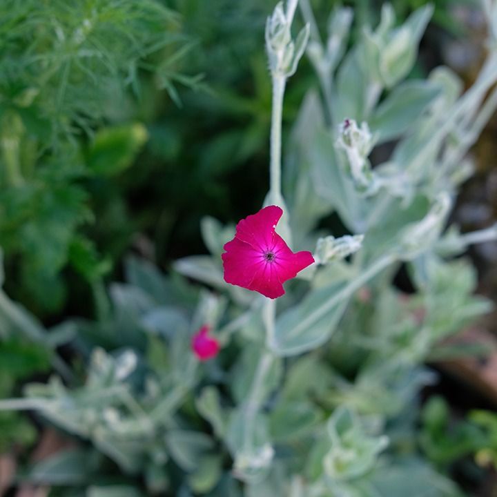 Coquelourde des jardins