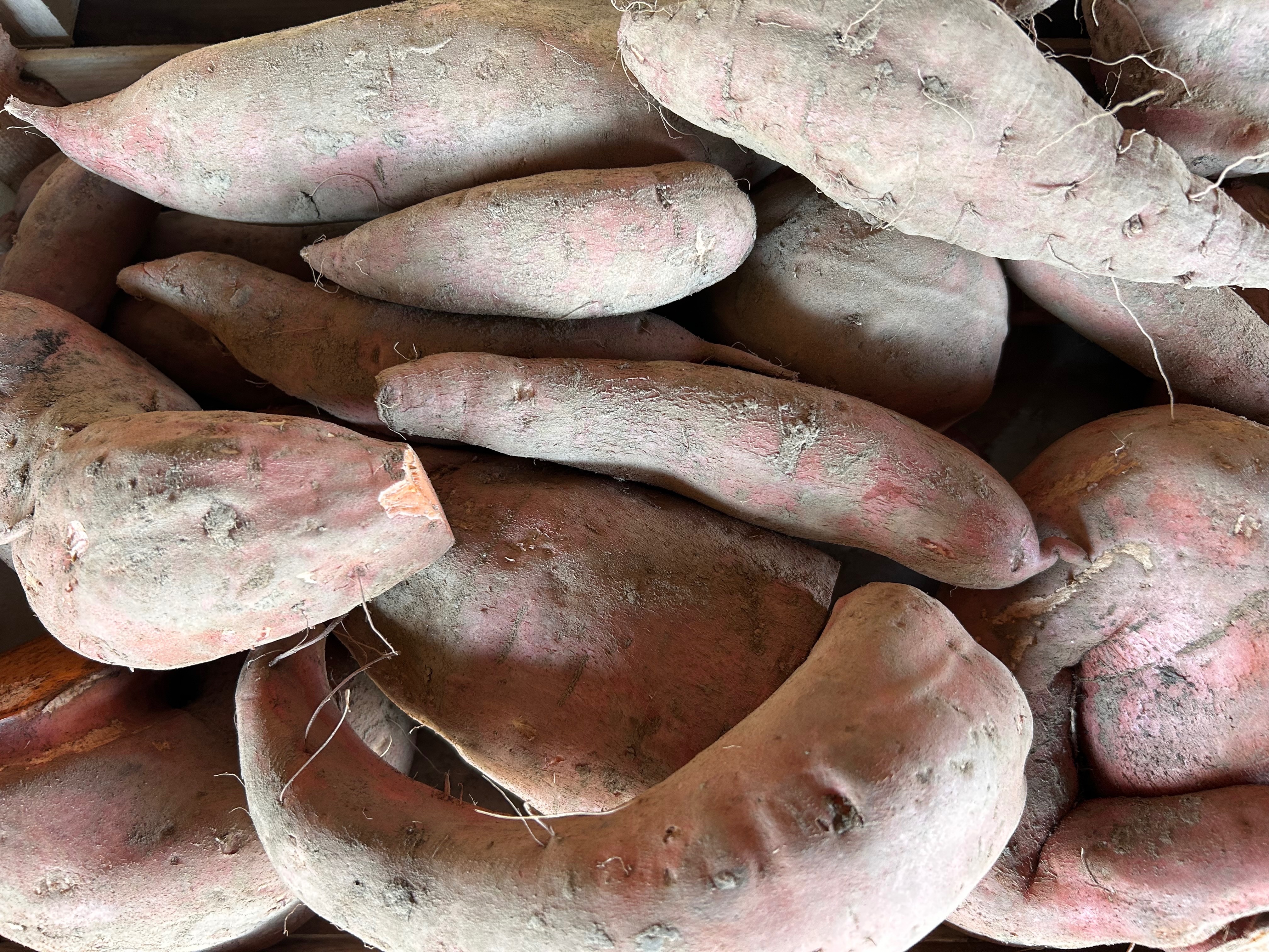 PATATE DOUCE de notre production