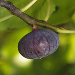 Figuier Bourjassote noire