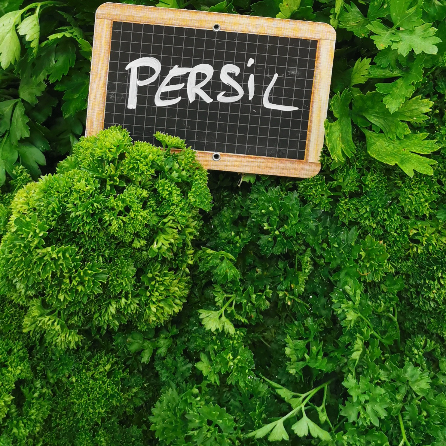 PERSIL FRISE