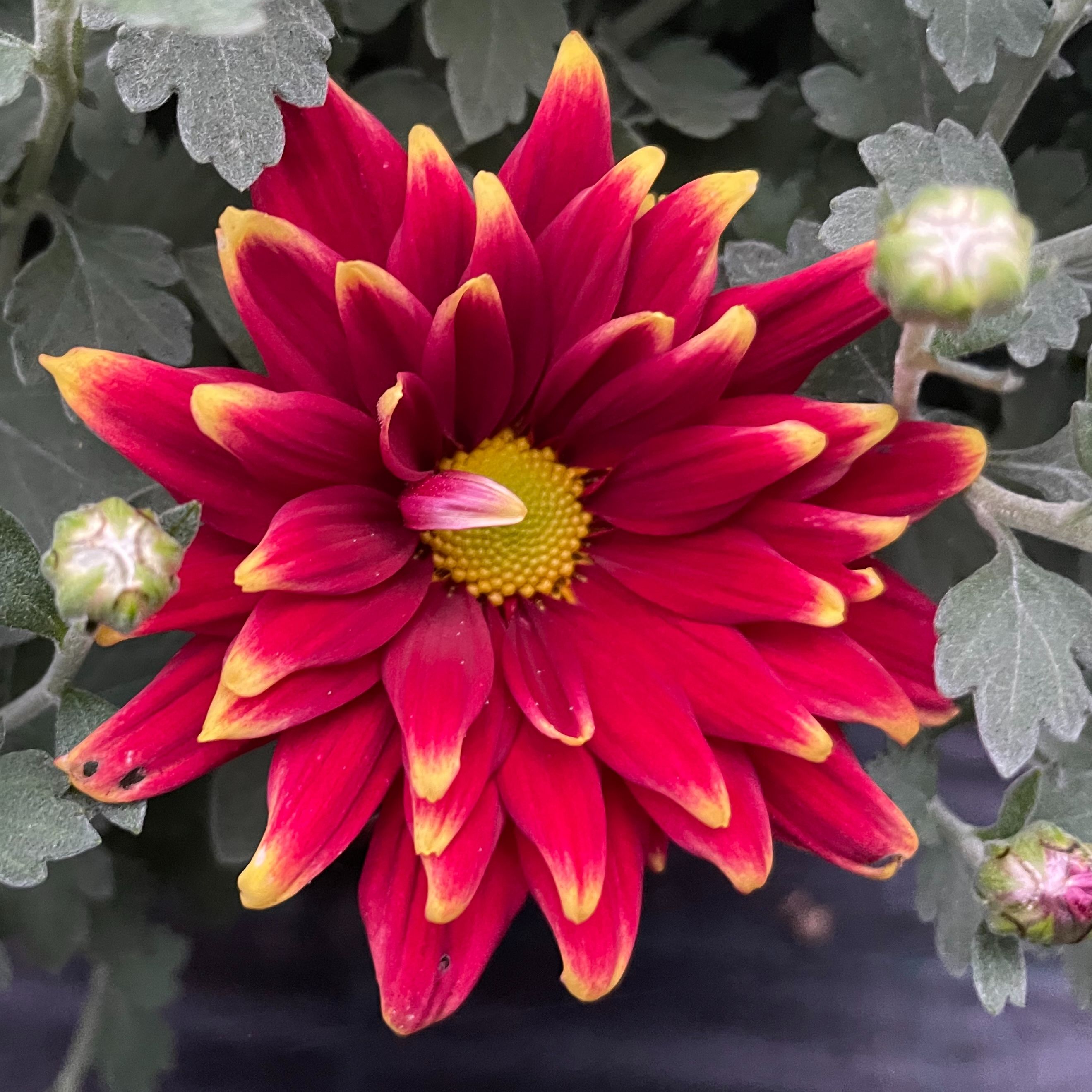 Chrysanthème Salto Rouge et Or