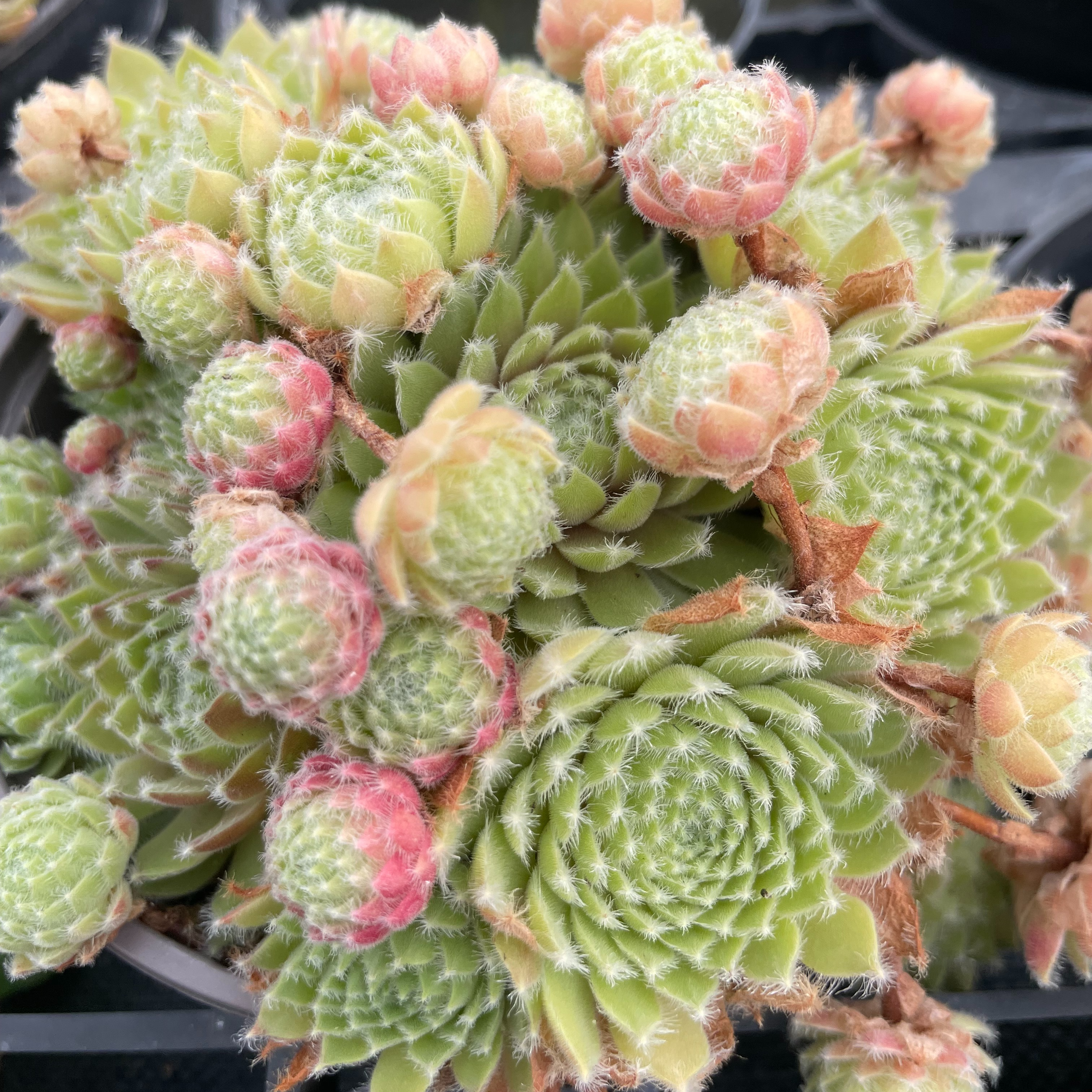 Sempervivum 'Silver Thaw'