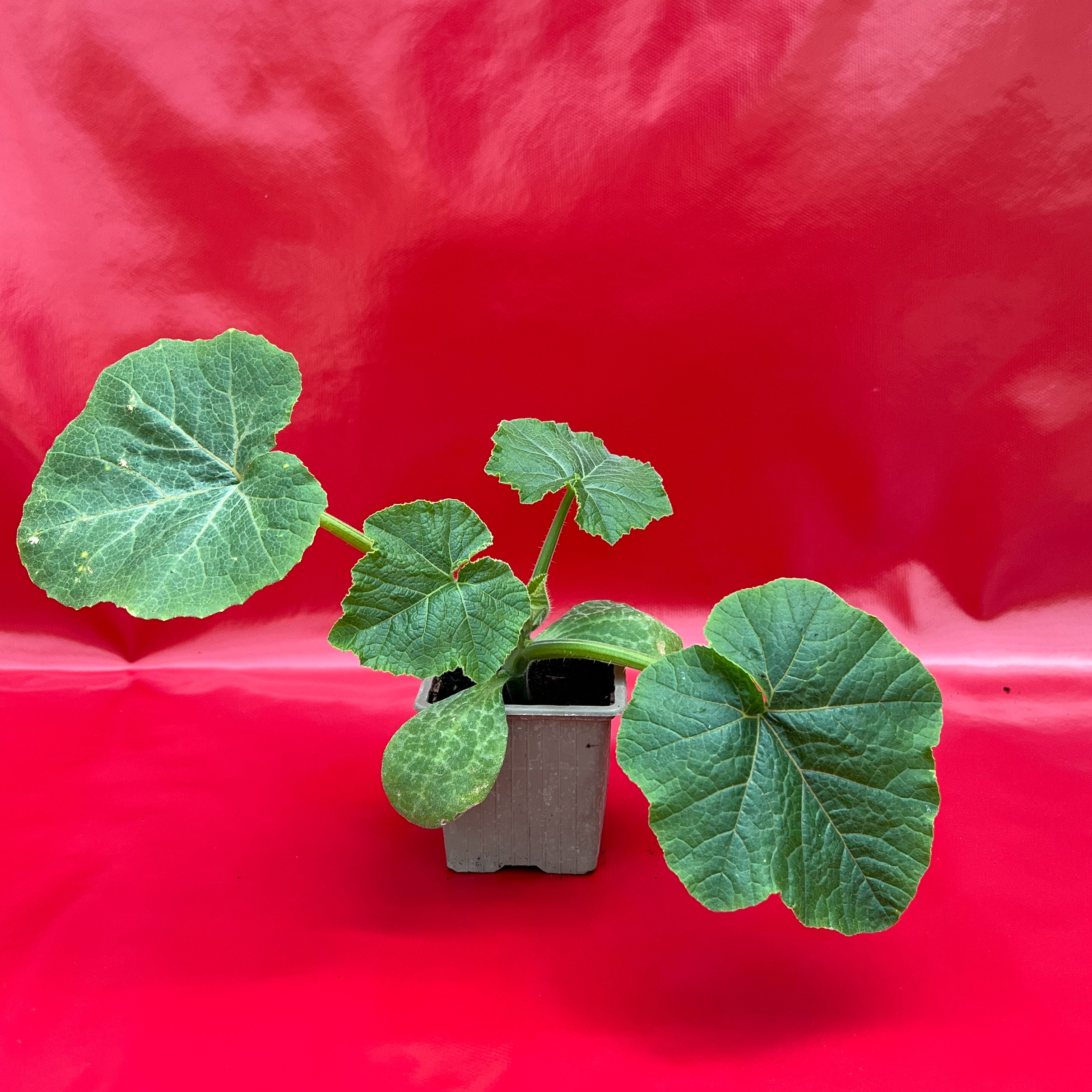 Plant Bleue De Hongrie Bio - 150g