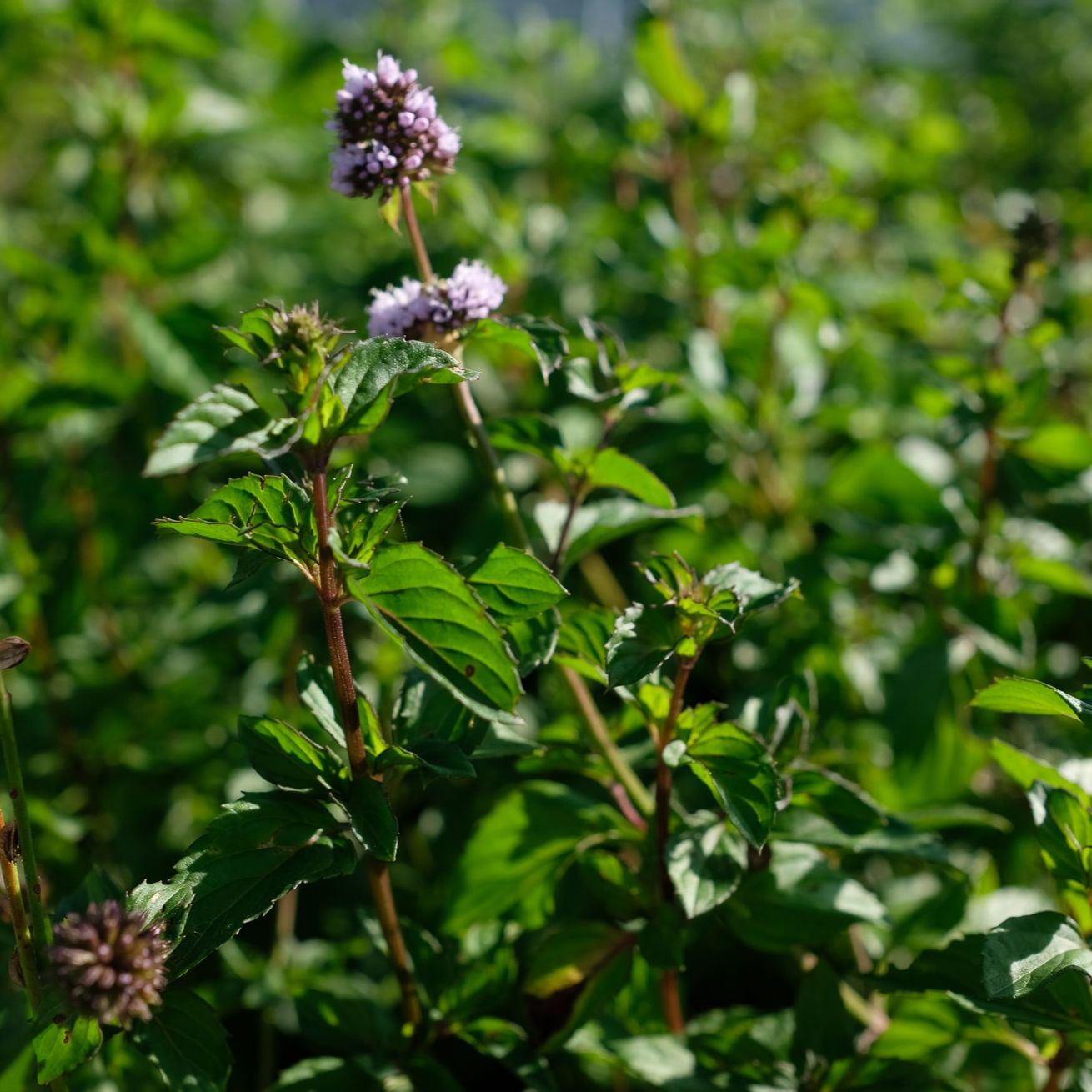 Menthe bergamote