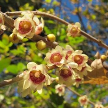Chimonanthe précoce - pot 2L