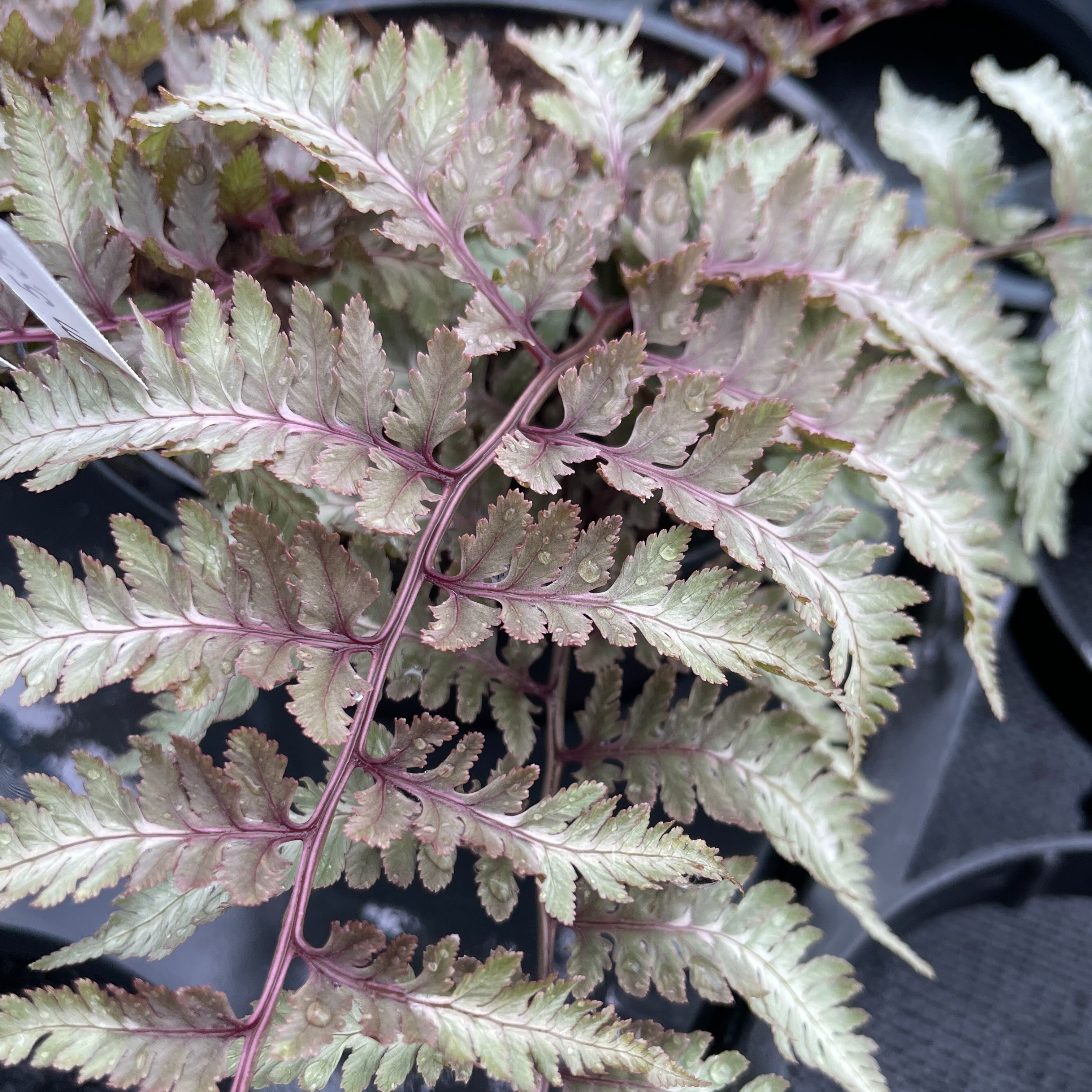 Athyrium niponicum