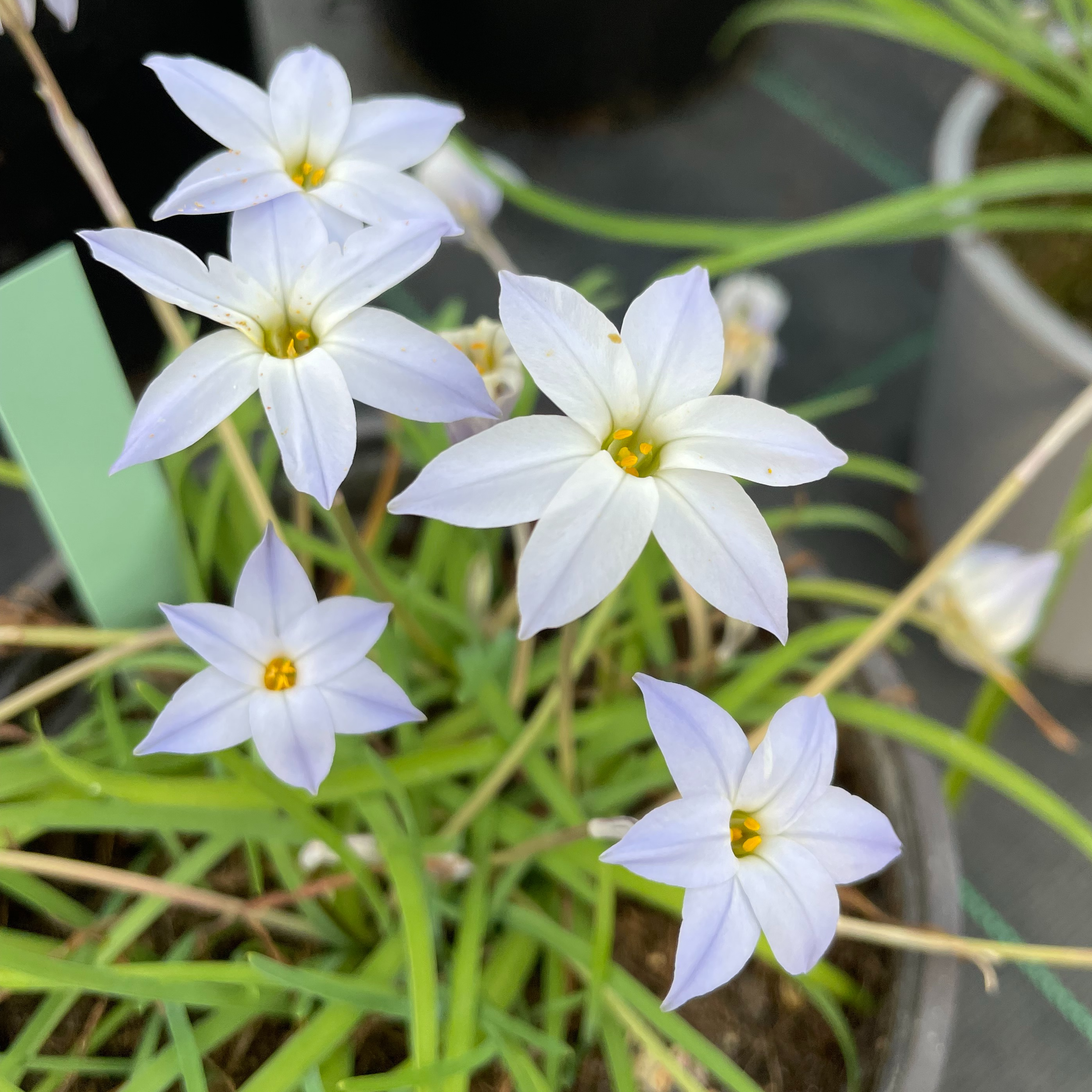 Ipheion uniflorum