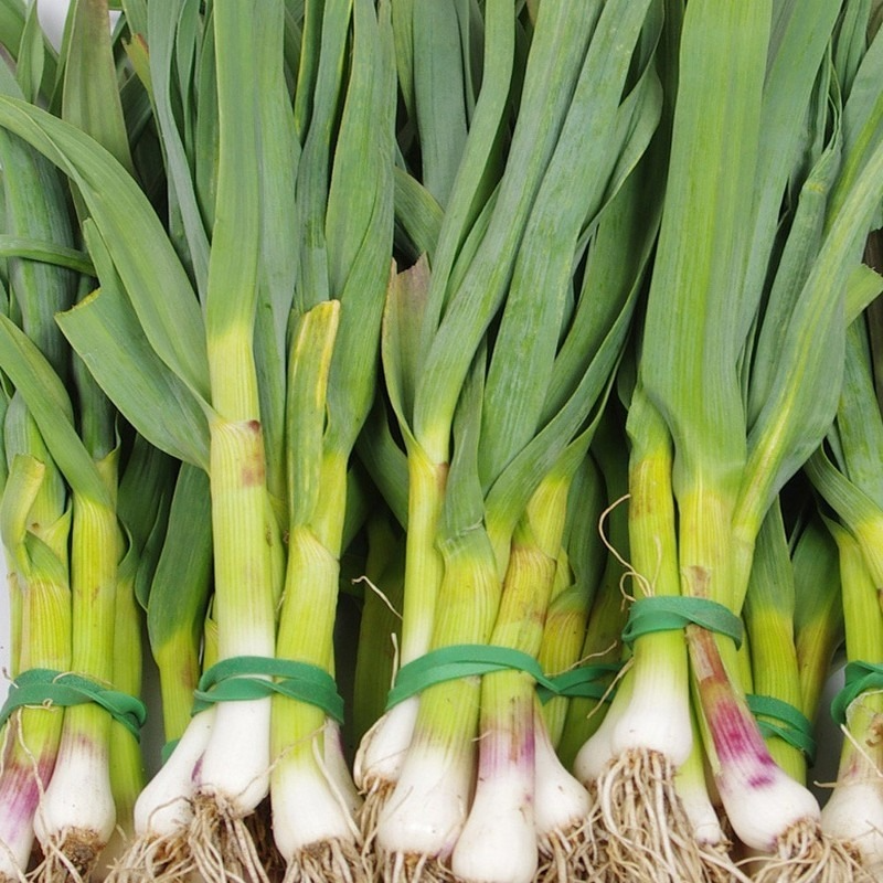 Aillet botte (ail frais)