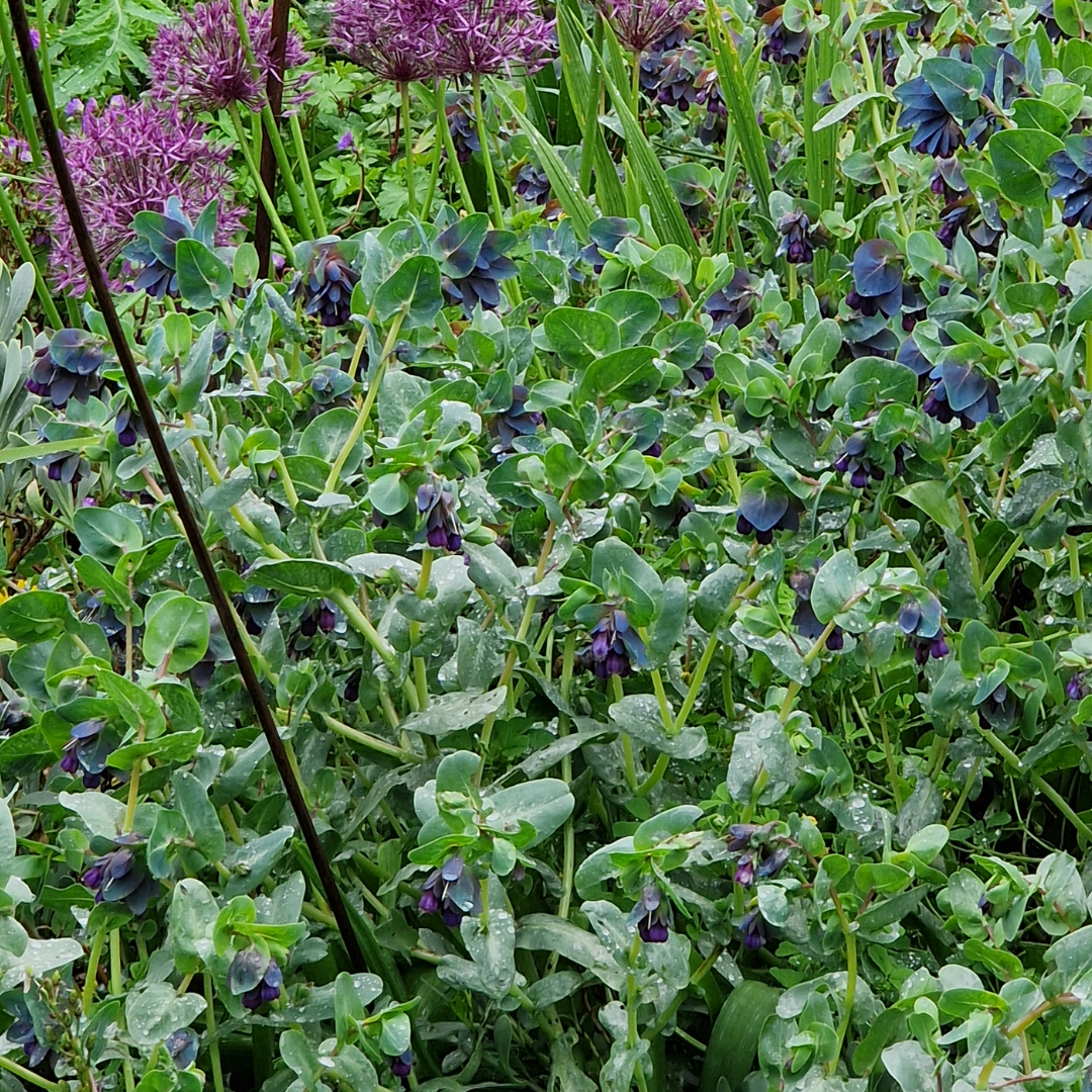 Cerinthe major ‘Purpurascens’