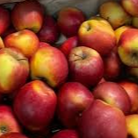 Pomme Pilot (pièce)