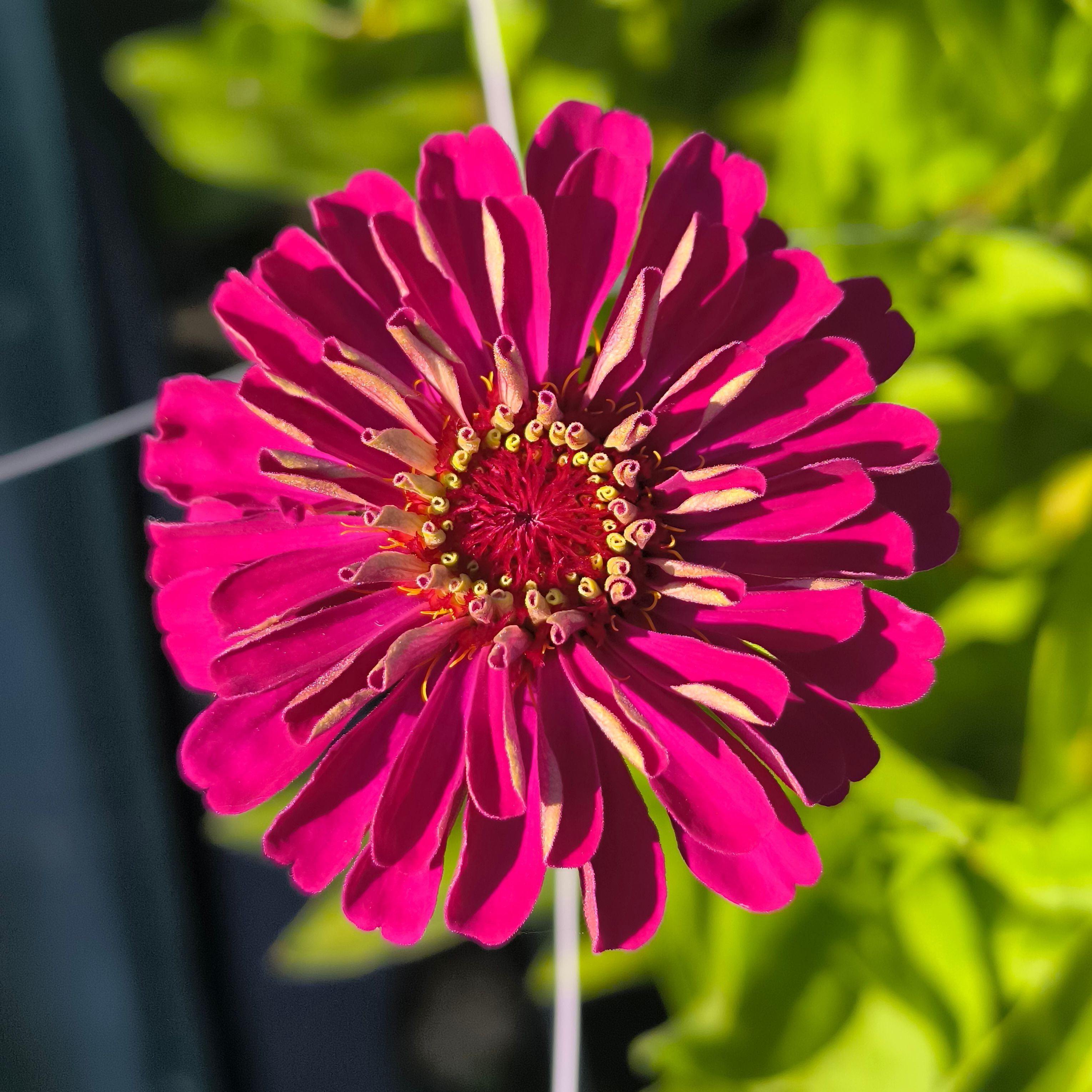 Zinnia Benary's Giant Wine (botte de 10 tiges)