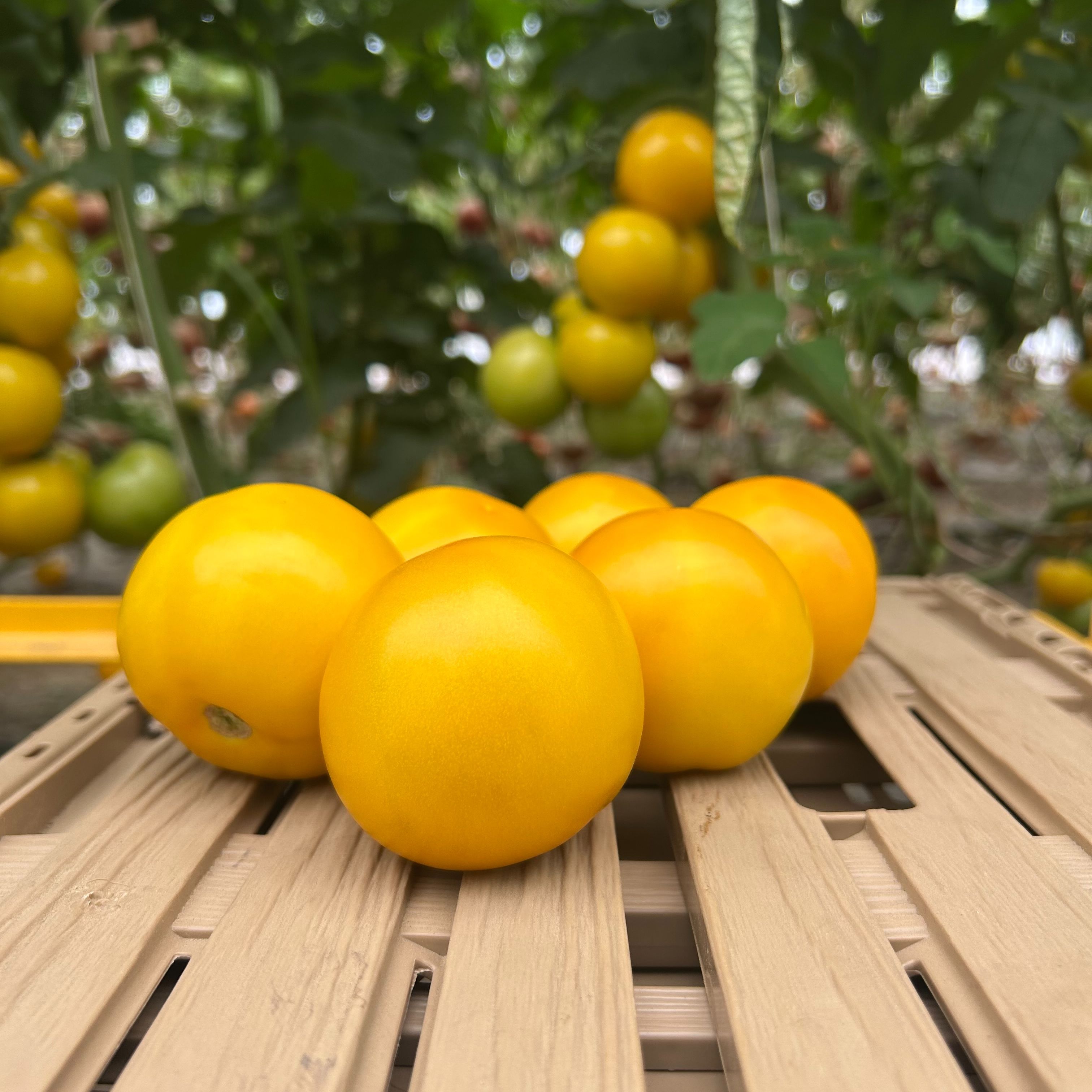 Tomates ronde jaune