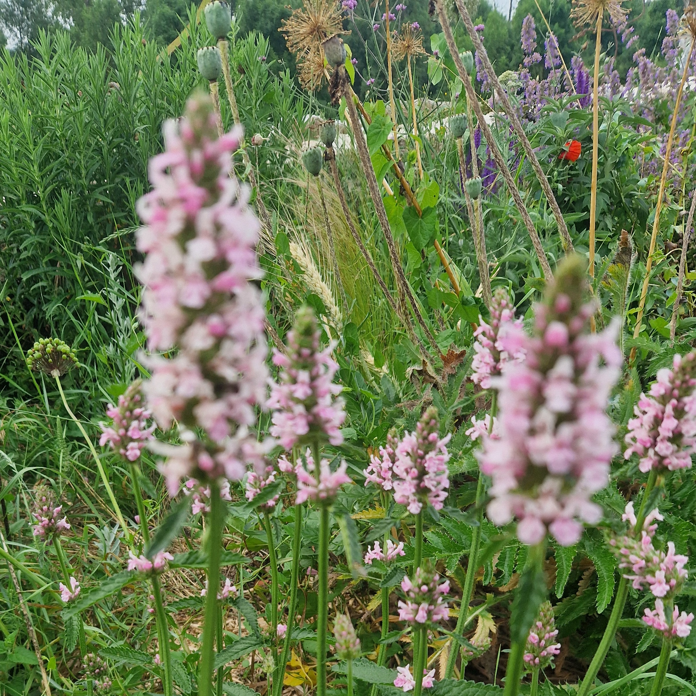 Stachys monieri ‘Hummelo’