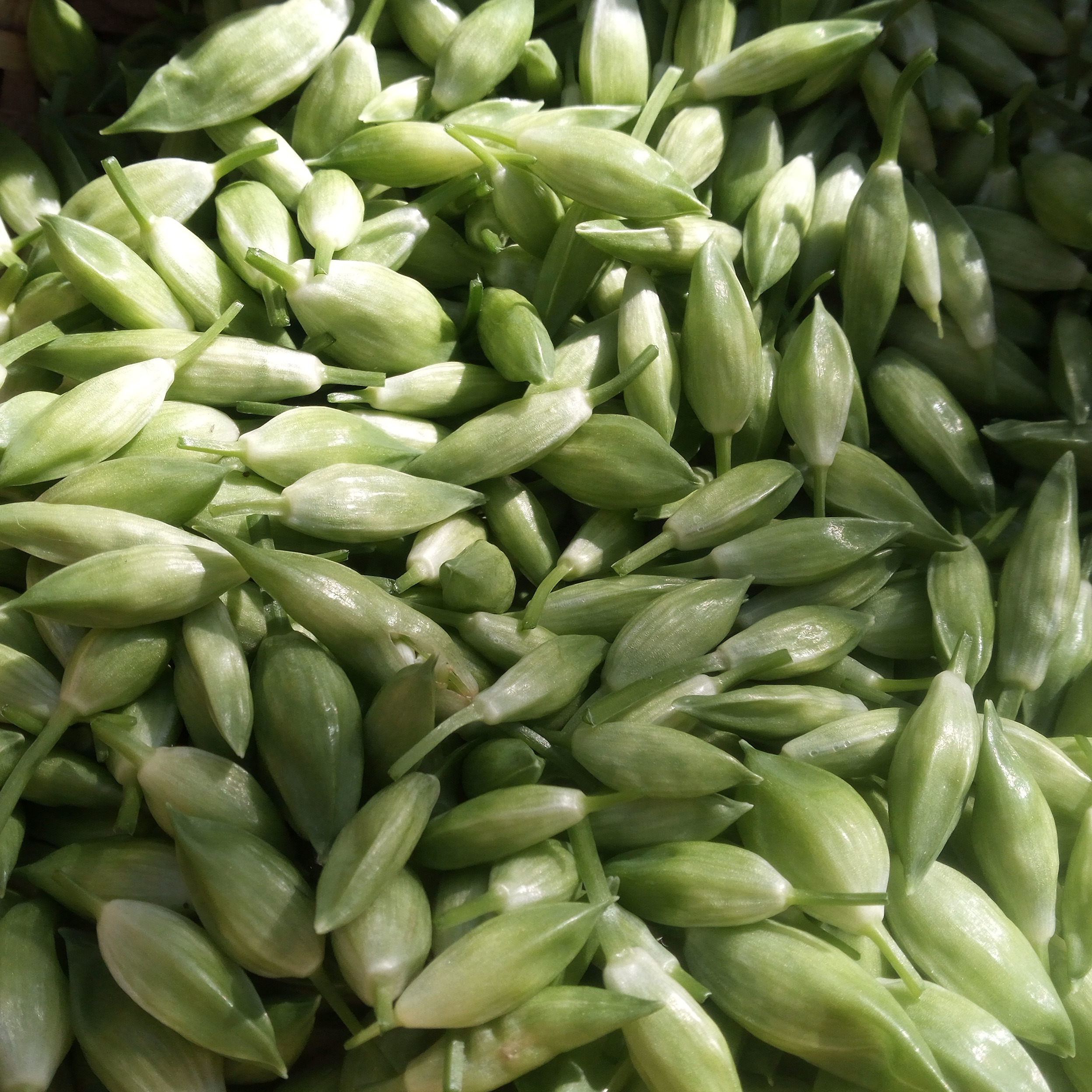 Bouton d'ail des ours - 30g