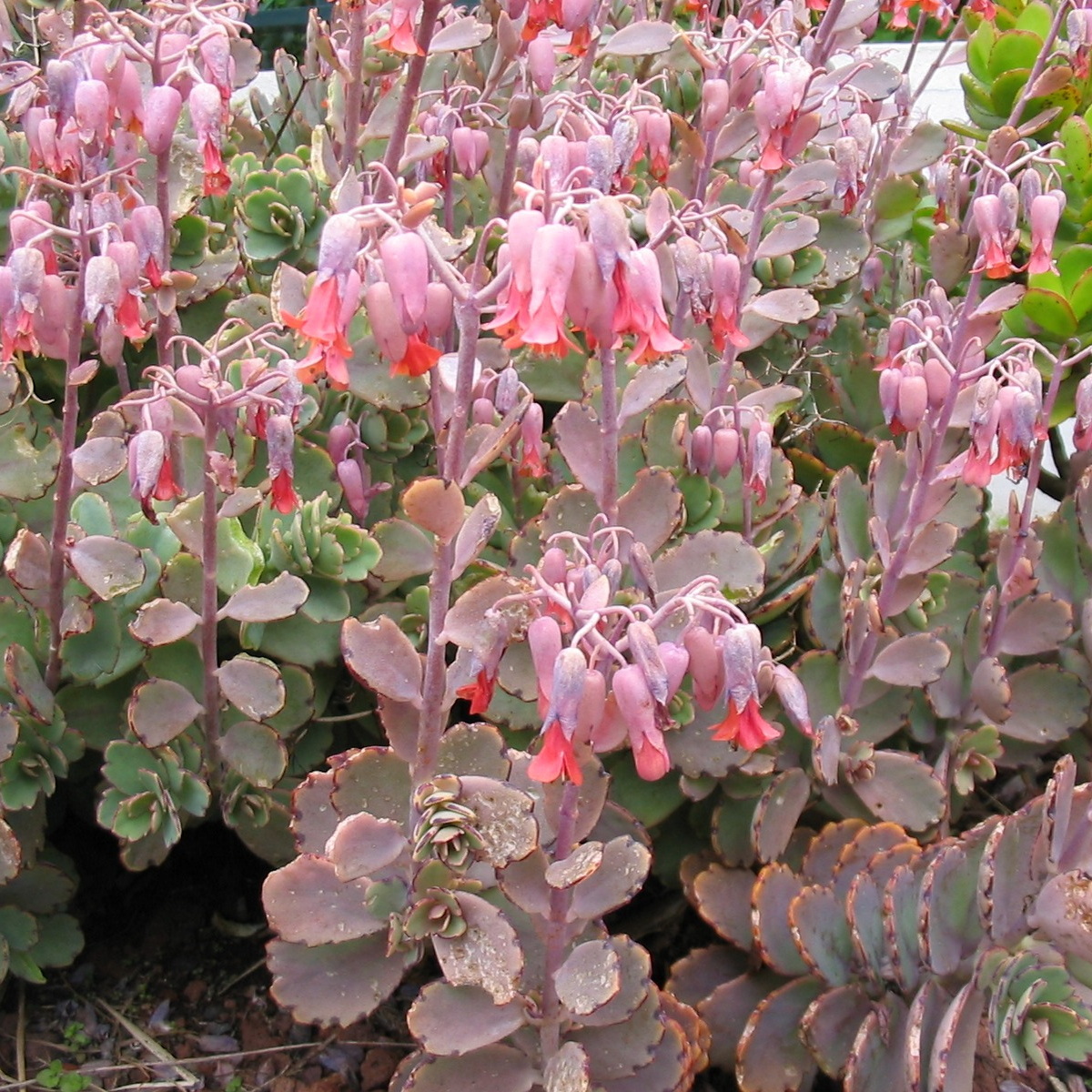Kalanchoe fedtschenkoi en pot 1 litre