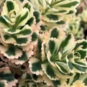 Sedum Takesimense ‘Atlantis’