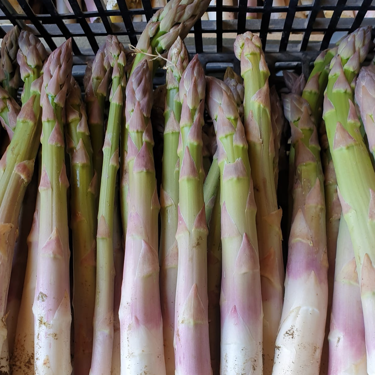 ASPERGE VERTE - 500g