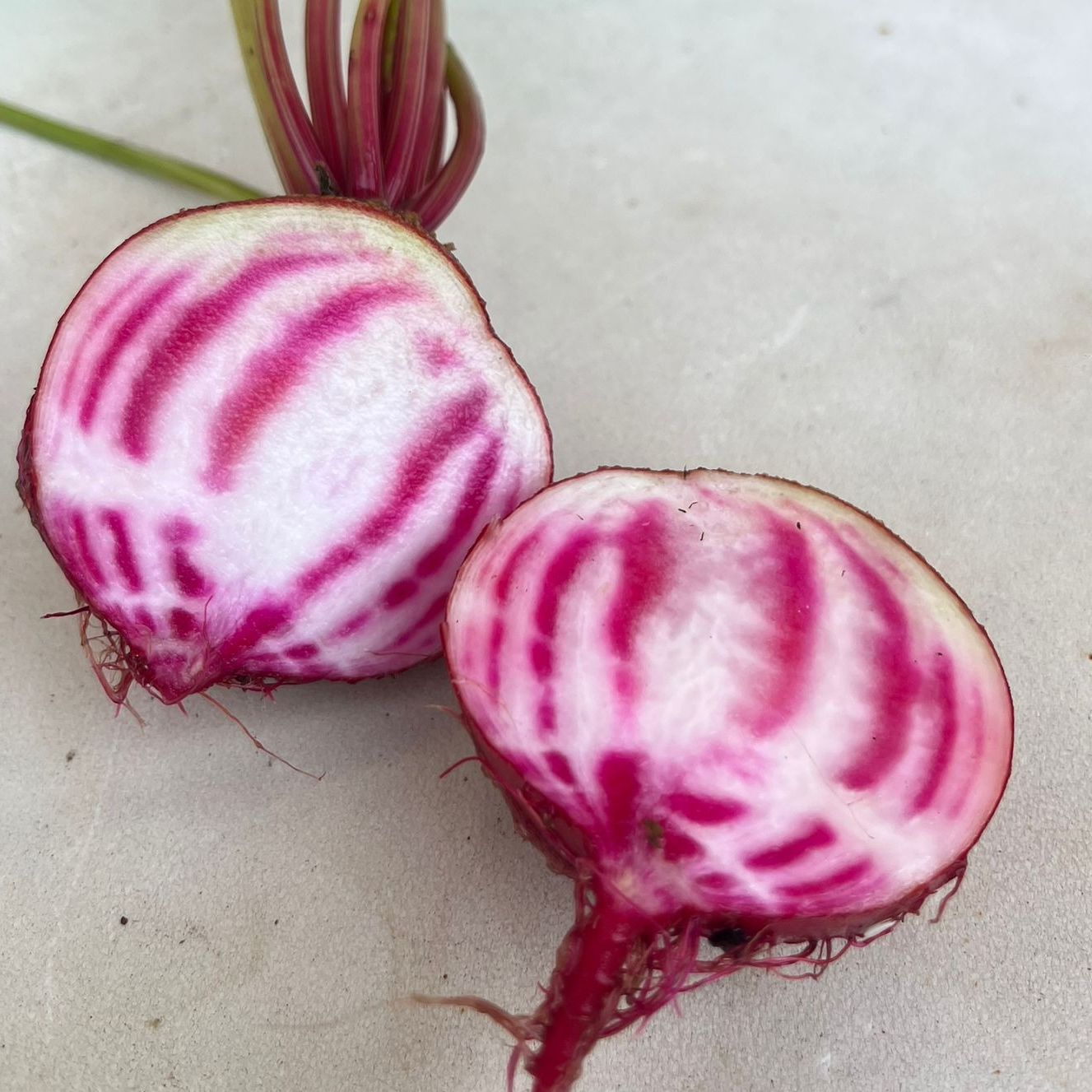 Betterave Chioggia