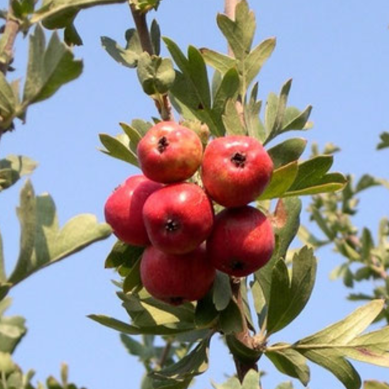 Azérolier Rouge / Aubépine