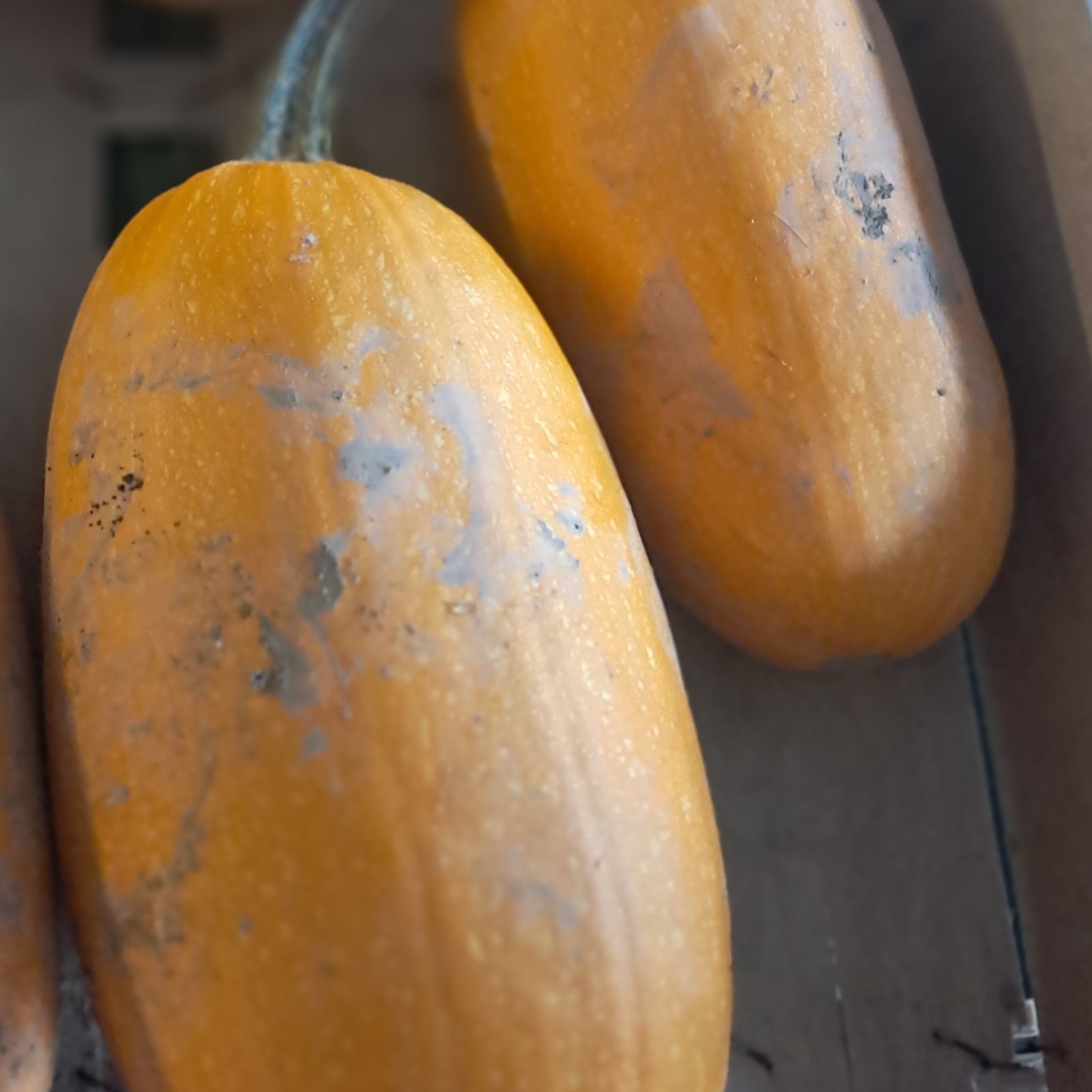 Courges : spaghetti - 1kg