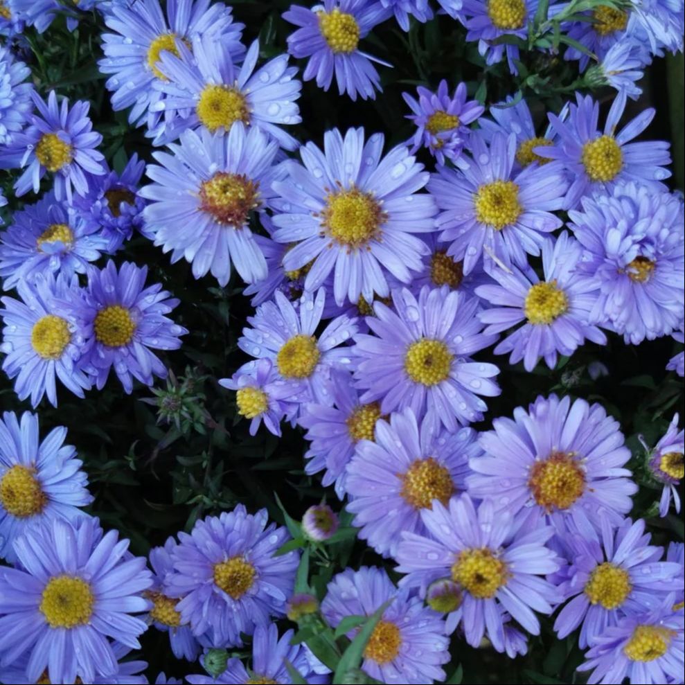 Aster dumosus 'Blue Lapis' - 1l