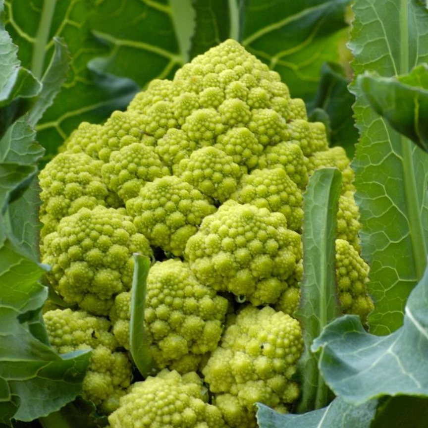 CHOU ROMANESCO