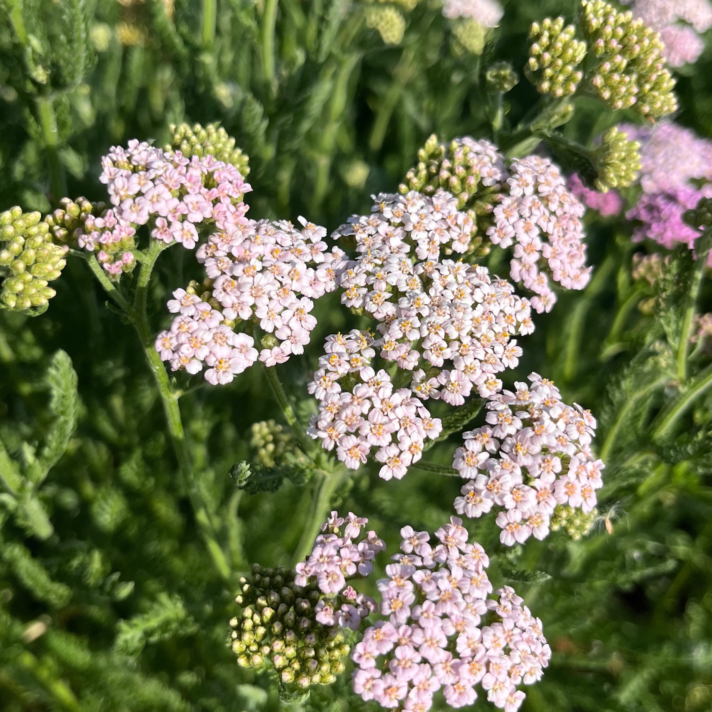 ACHILLÉE pastel mix