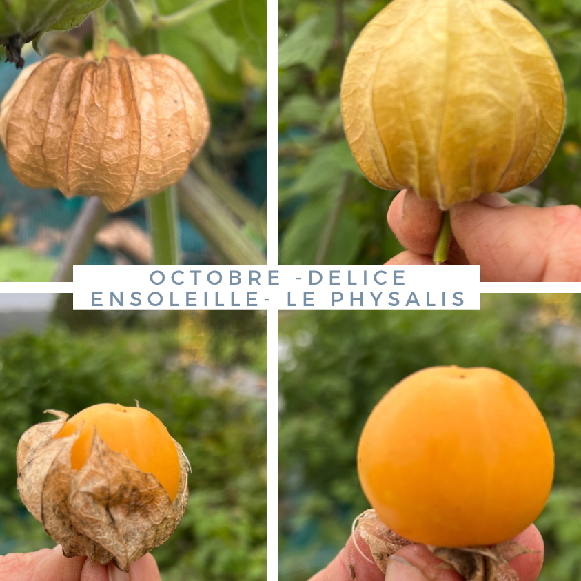 Physalis coqueret du Pérou bio - 140g