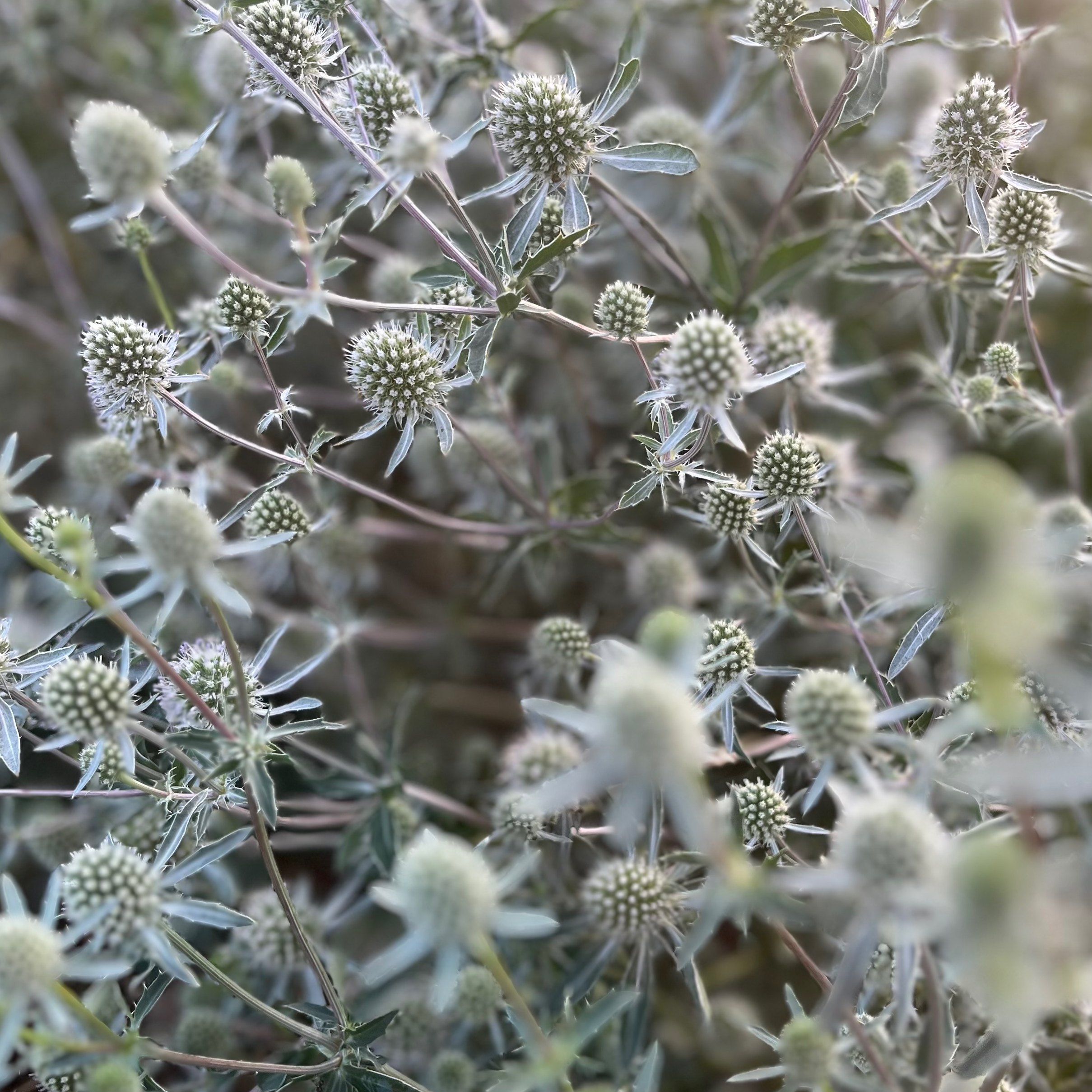 ERYNGIUM Silver botte 10 tiges