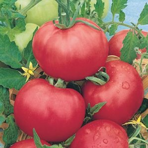 Tomate Rose de Berne en godet 8 cm