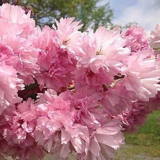 Cerisier japonais (Prunus serrulata) 'Kanzan'