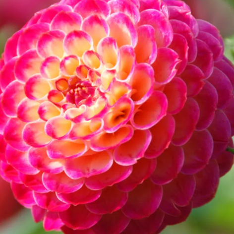Dahlia artaban
