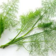 Fanes de fenouil sauvage (par 20 brins)