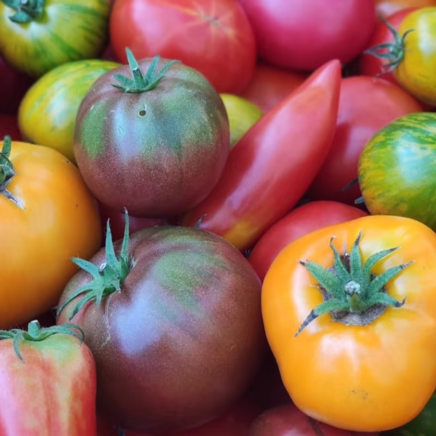 Tomates anciennes et rondes