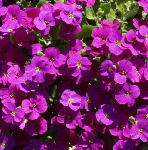 Aubriète rouge - Aubrieta hybrida